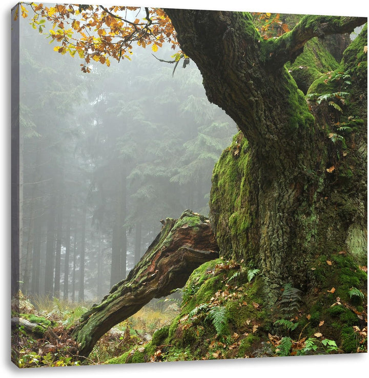 Pixxprint Dicker Baum im Wald im Moos / 70x70cm Leinwandbild bespannt auf Holzrahmen/Wandbild Kunstd