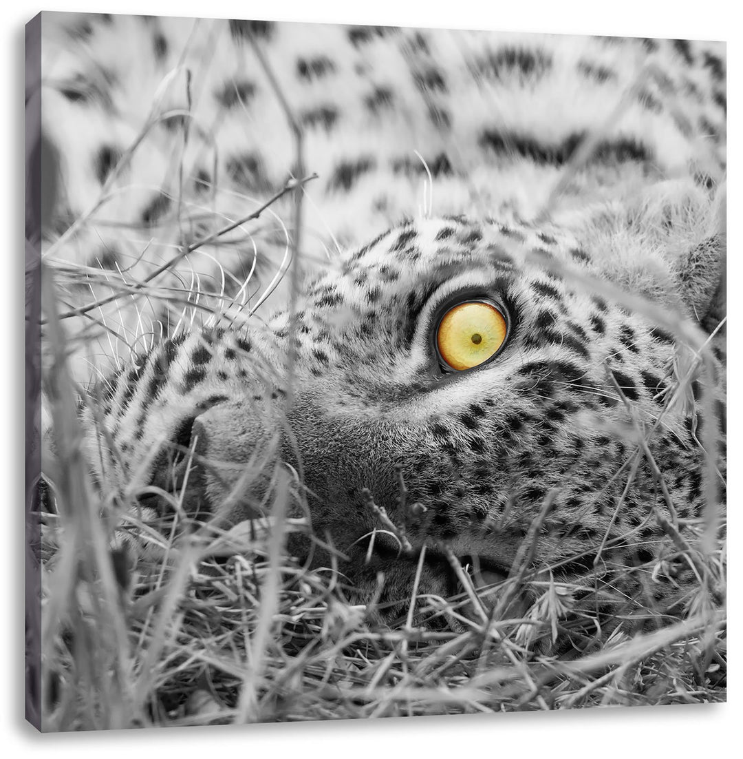 Pixxprint aufmerksamer liegender Leopard als Leinwandbild Quadratisch/Grösse: 70x70 / Wandbild/Kunst