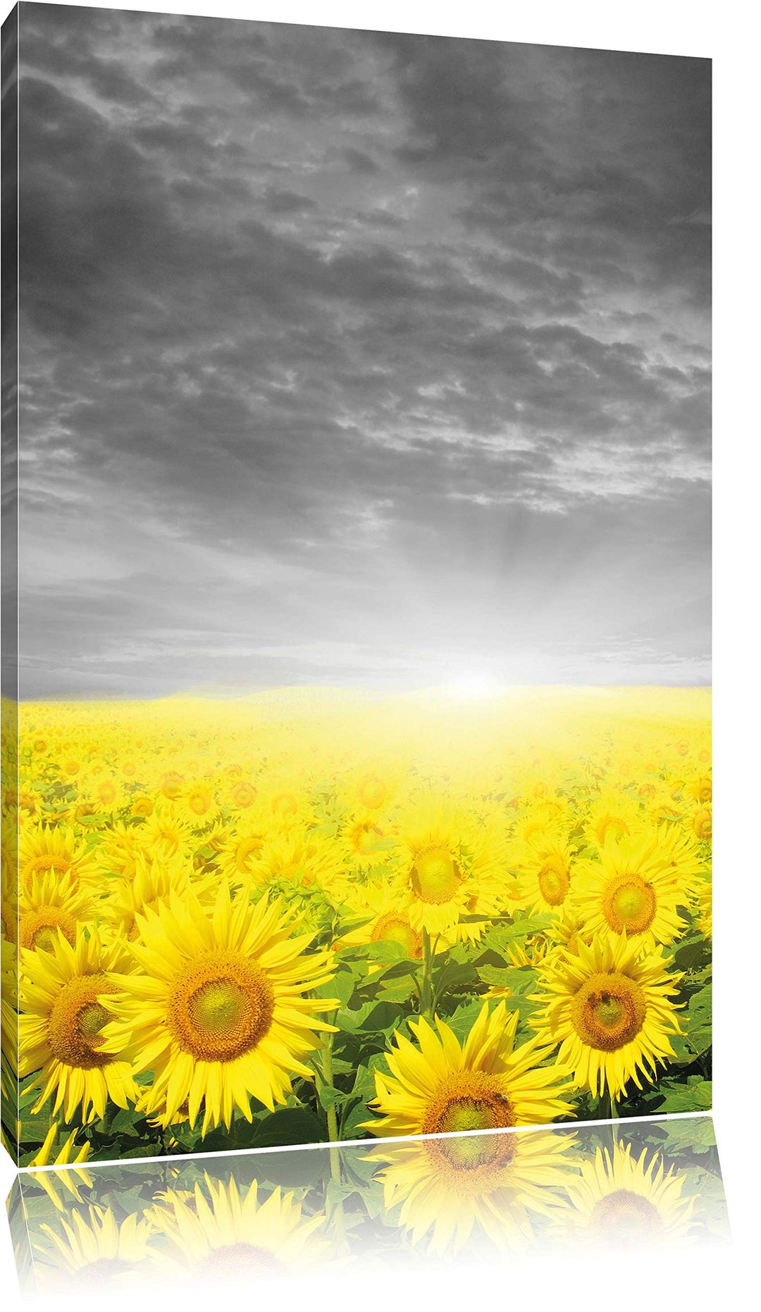 Pixxprint Sonnenblumenfeld bei Sonnenuntergang als Leinwandbild/Grösse: 100x70 / Wandbild/Kunstdruck