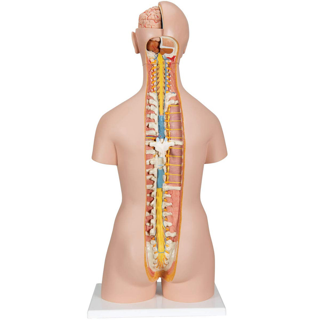 3B Scientific Classic-Torso-Modell, in klassischer Ausführung, geschlechtsneutral, offener Rücken, 2