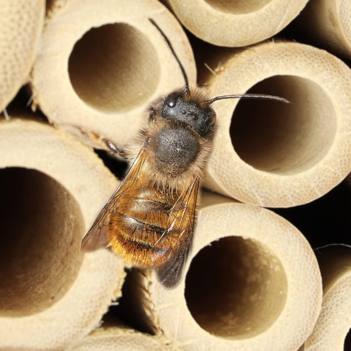 Relaxdays Bienenhotel mit Blumentopf, 2er Set, kleines Insektenhotel, Garten & Balkon, Nisthilfe für