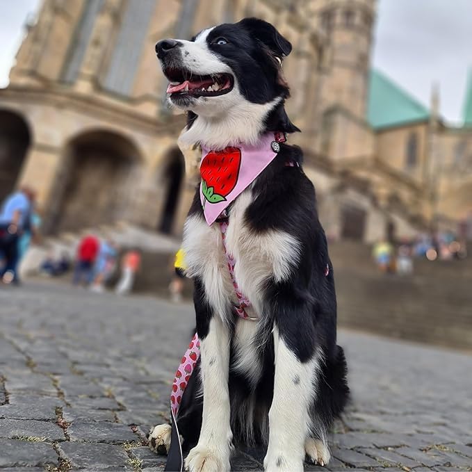 Max &amp; Molly Hundegeschirr in H-Form, Ultrabequemes Geschirr Hund aus Neopren für sehr kleine Hunde,