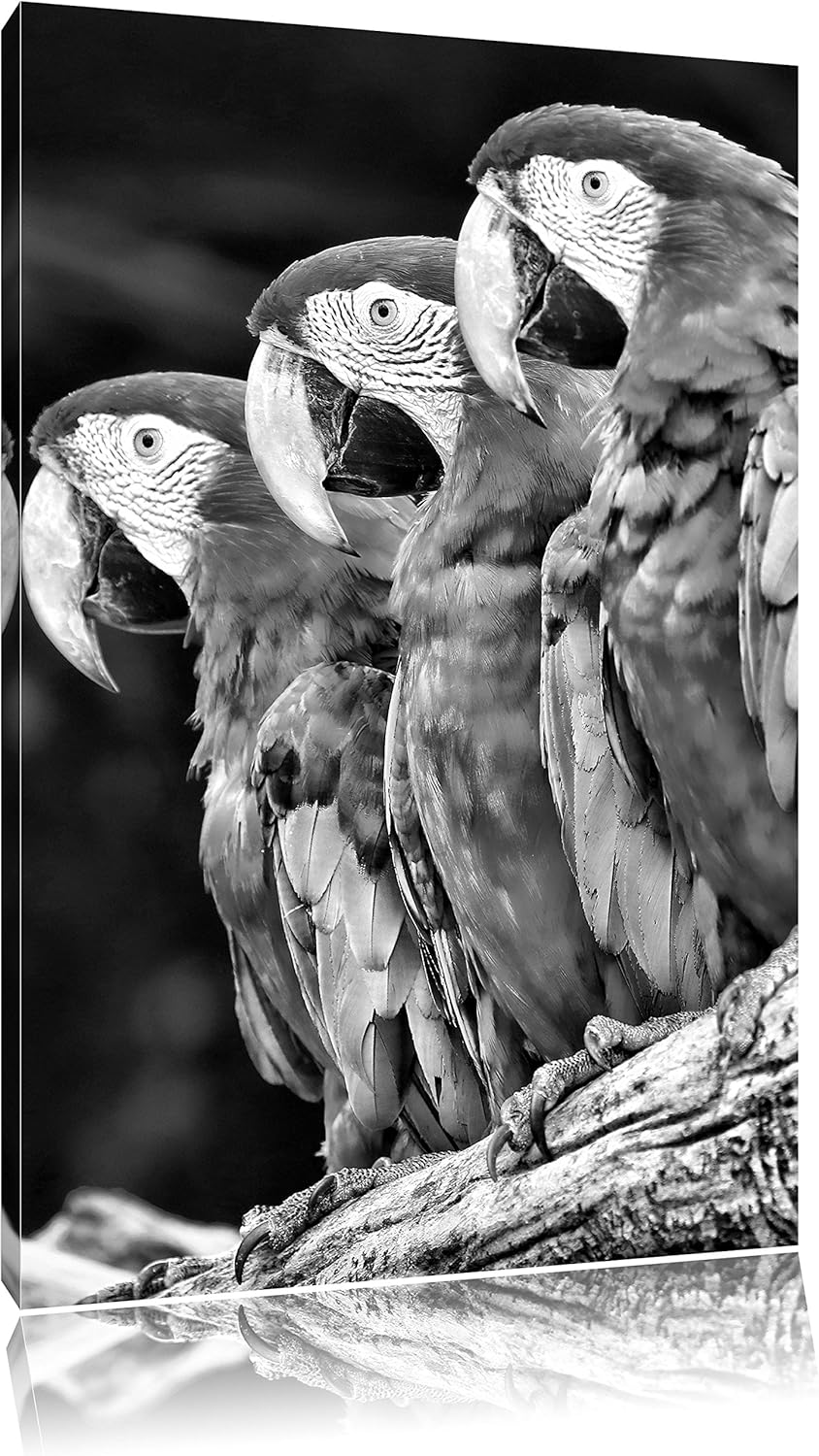 Papageien auf AST als Leinwandbild/Grösse: 100x70 / Wandbild/Kunstdruck/fertig bespannt, 100x70