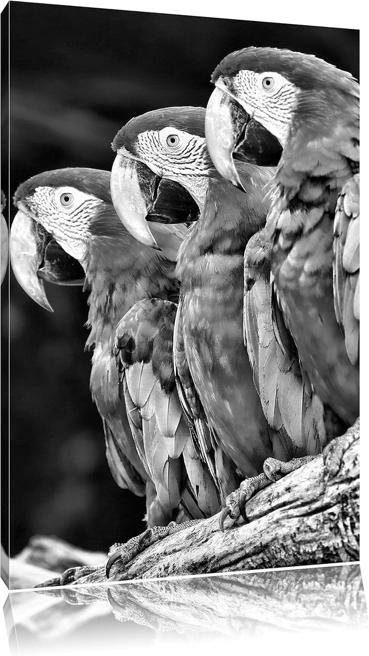 Papageien auf AST als Leinwandbild/Grösse: 100x70 / Wandbild/Kunstdruck/fertig bespannt, 100x70