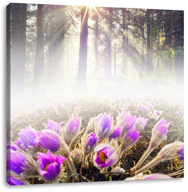 Pixxprint blühende lila Blumen im Wald, Format: 70x70 auf Leinwand, 70x70