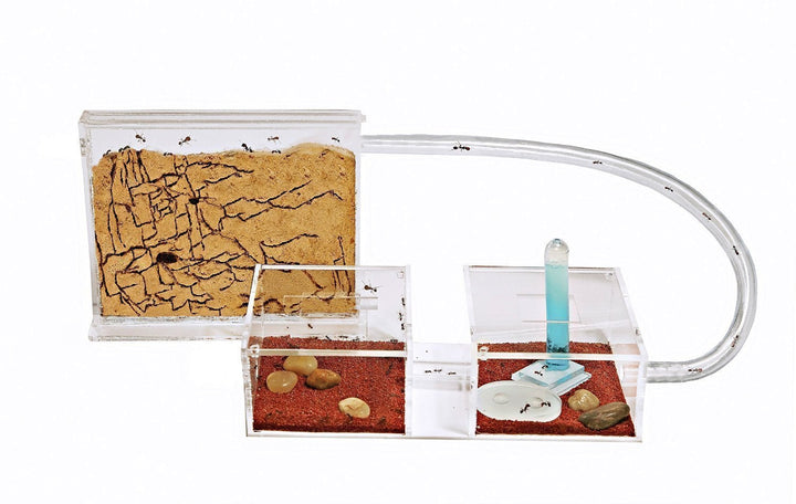 AntHouse - Natürliche Ameisenfarm aus Sand - Mini Set (Sandwich + Futterbox) (Gratis Ameisen) Farblo