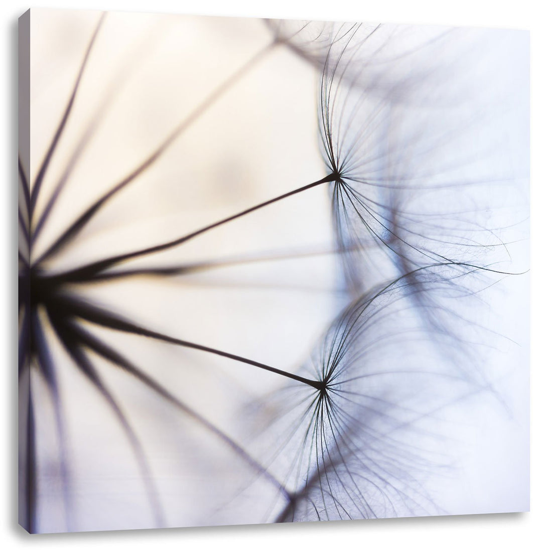 Weisse Pusteblumen, Format: 70x70 auf Leinwand, XXL riesige Bilder fertig gerahmt mit Keilrahmen, Ku