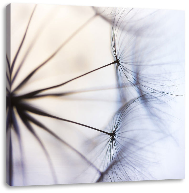 Weisse Pusteblumen, Format: 70x70 auf Leinwand, XXL riesige Bilder fertig gerahmt mit Keilrahmen, Ku
