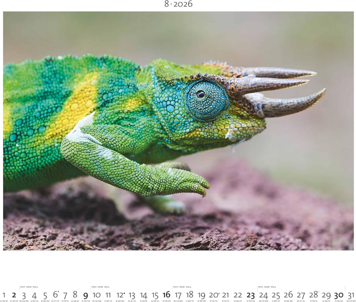 Palazzi - Hautnah – Afrikas Wildnis 2026 – Wandkalender 60×50 cm mit 12 Tierfotografien, Poster-Kale