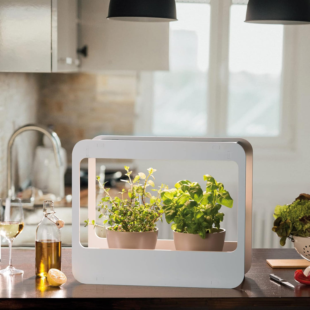 Romberg Homegarden mit LED-Beleuchtung | Zimmergewächshaus | Minigewächshaus | Weiss | 50.5 x 21 x 4