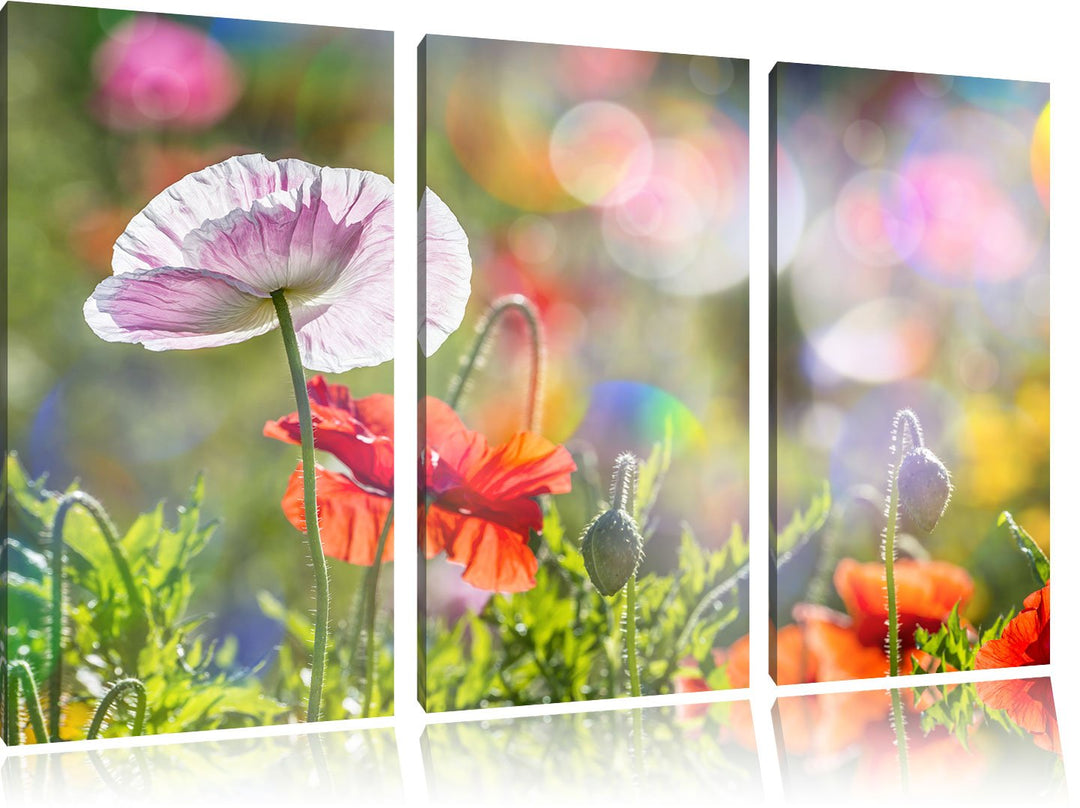 Pixxprint Kalifornischer Mohn im Frühling / 3-Teilig/Gesamtmass 120cm Leinwandbild bespannt auf Holz