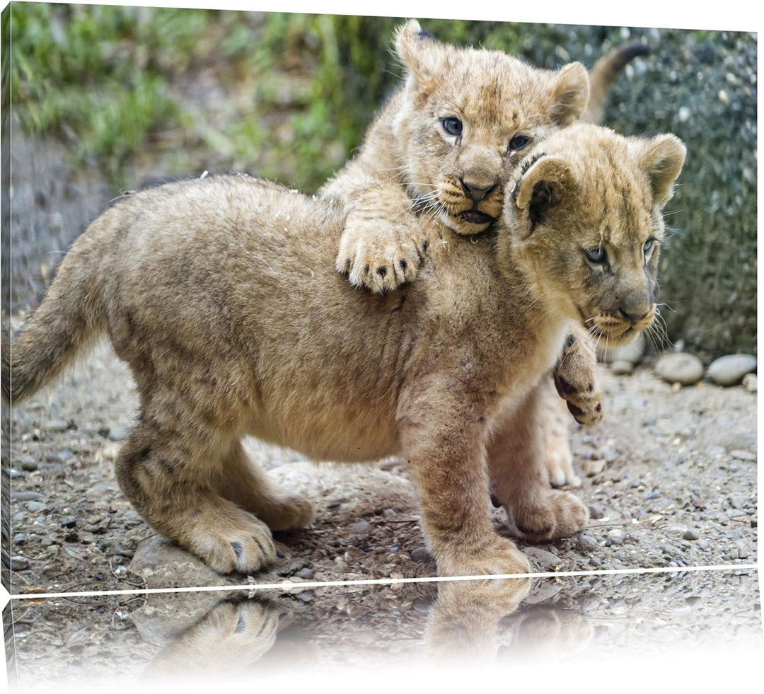 Pixxprint spielende Löwenjunge auf Leinwand, XXL riesige Bilder fertig gerahmt mit Keilrahmen, Kunst