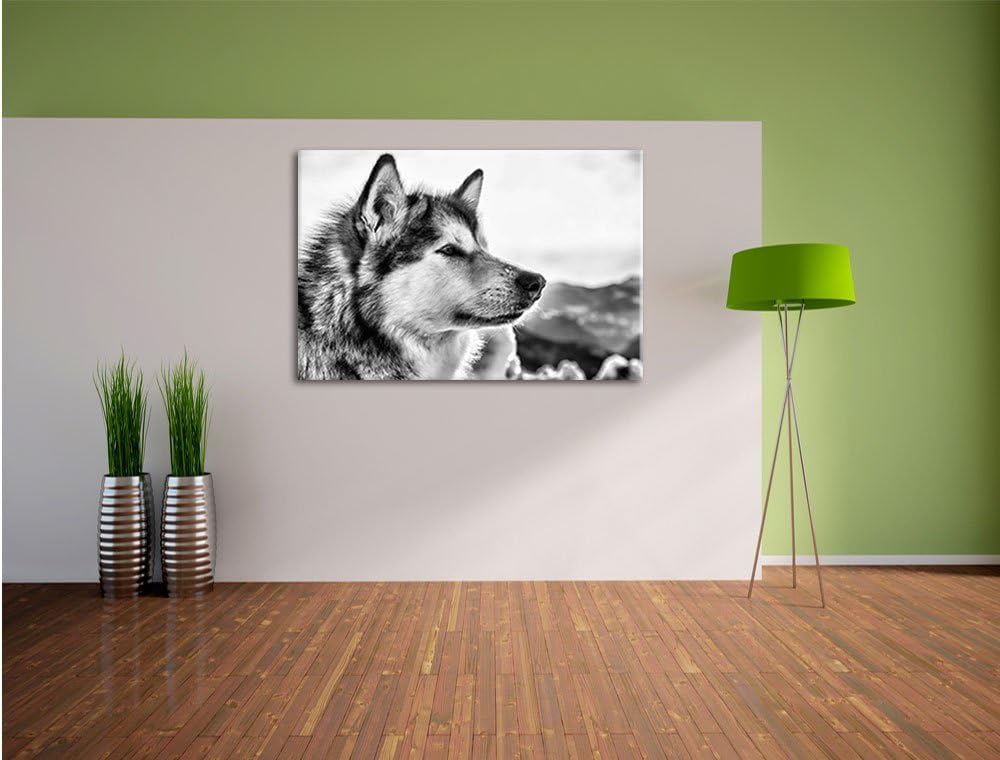 Pixxprint Süsser Husky im Schnee als Leinwandbild/Grösse: 100x70 cm/Wandbild/Kunstdruck/fertig bespa