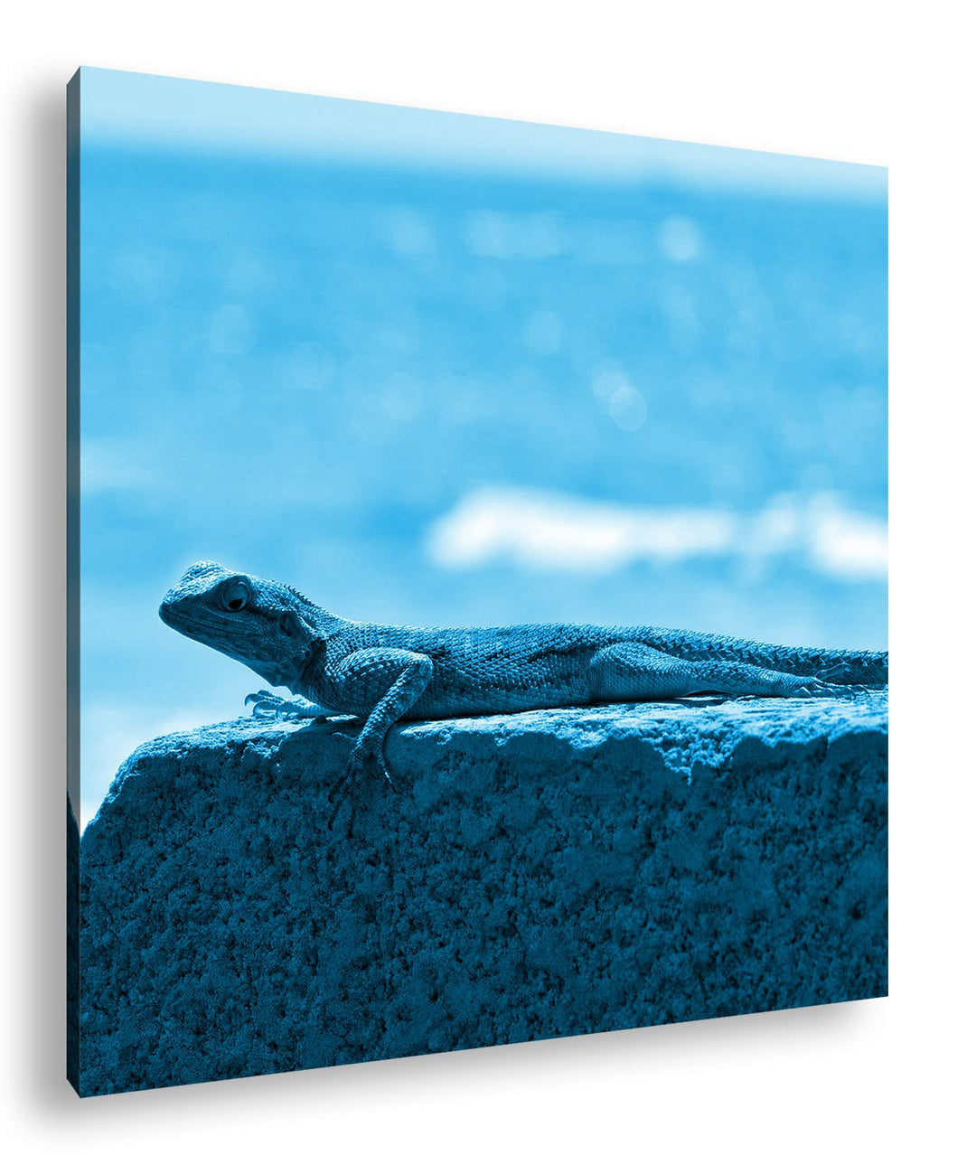 deyoli Gecko sonnt Sich Format: 60x60 Effekt: Monocrome Blau als Leinwandbild, Motiv fertig gerahmt