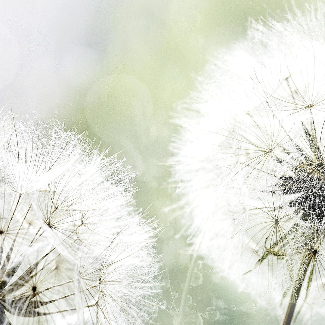 Runa Art Bild Wohnzimmer Schlafzimmer Pusteblume 5 Teilig Natur Grau Grün Wandbilder auf Vlies Leinw