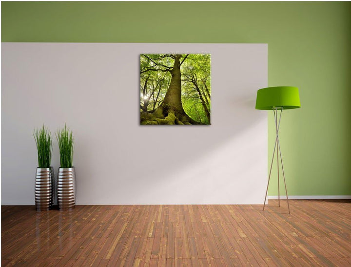 Riesiger Baum im Dschungel, Format: 70x70 auf Leinwand, XXL riesige Bilder fertig gerahmt mit Keilra