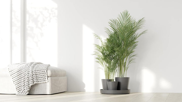 ECOPOTS Blumentopf Set Dubai - grau - 3 Blumentöpfe + rollbarer Untersetzer ø 56 cm - Pflanzentopf a