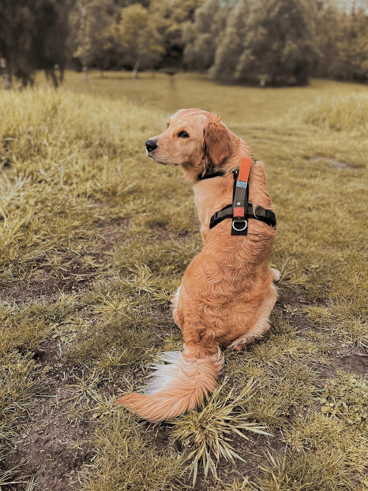 Wowwow Innovatives Hundegeschirr mit Integrierter Leine | Grössenverstellbar, bis 150kg Zugkraft | N