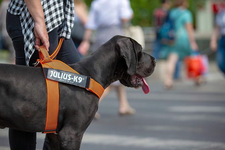 Julius-K9, Color & Gray, Beltgeschirr 2XL / 3 orange-grau, 2XL / 3 orange-grau