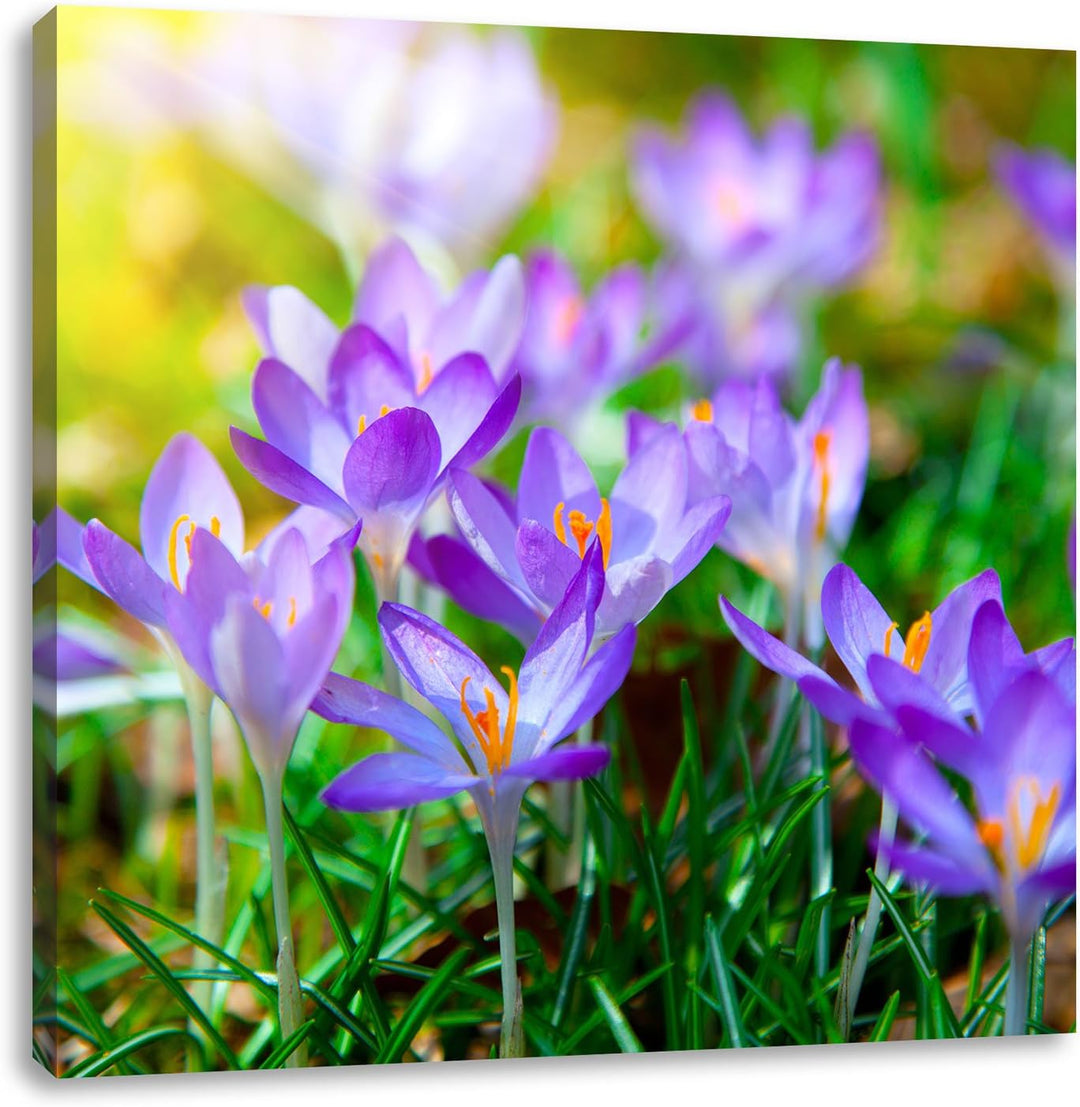 Pixxprint Schöne Krokusse, Format: 70x70 auf Leinwand, XXL riesige Bilder fertig gerahmt mit Keilrah