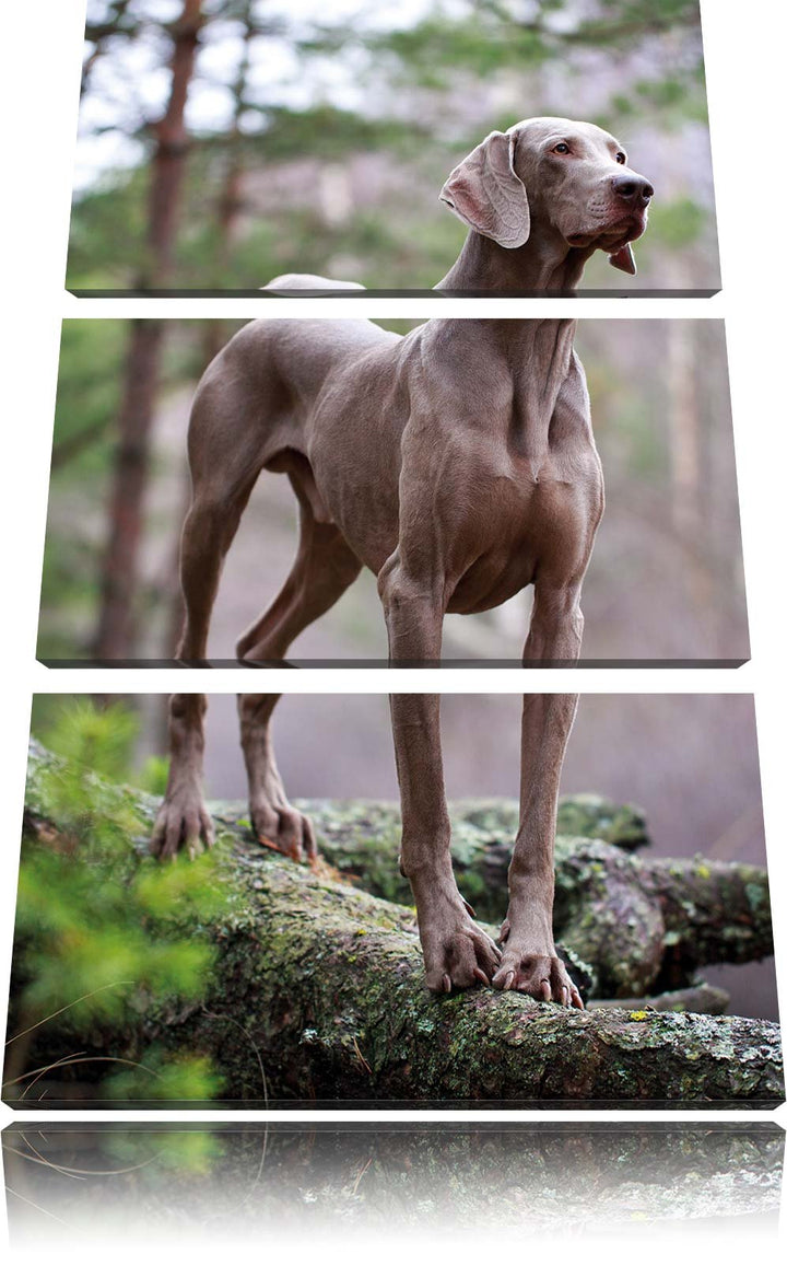 Pixxprint Edler Weimaraner im Wald 3-Teiler Leinwandbild 120x80 Bild auf Leinwand