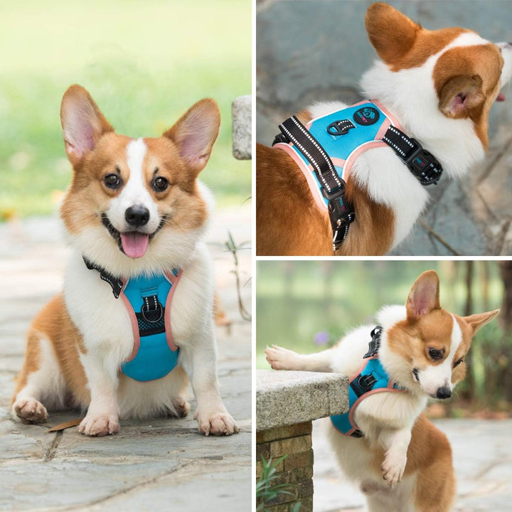 PHOEPET 2019 Hundegeschirr, kein Ziehen, Grösse M, reflektierend, mit Clip, Weste mit Griff, verstel