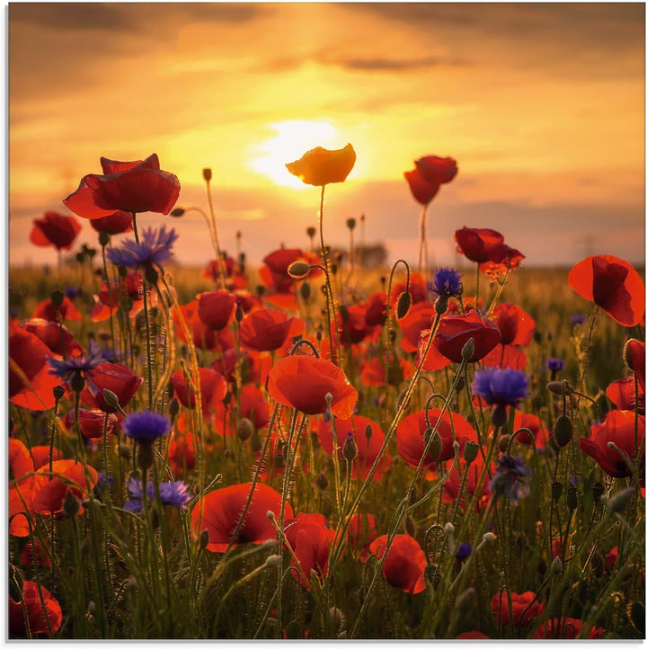 ARTland Glasbilder Wandbild Glas Bild einteilig 50 x 50 cm Botanik Blumen Mohnblume Foto Rot Mohnblu
