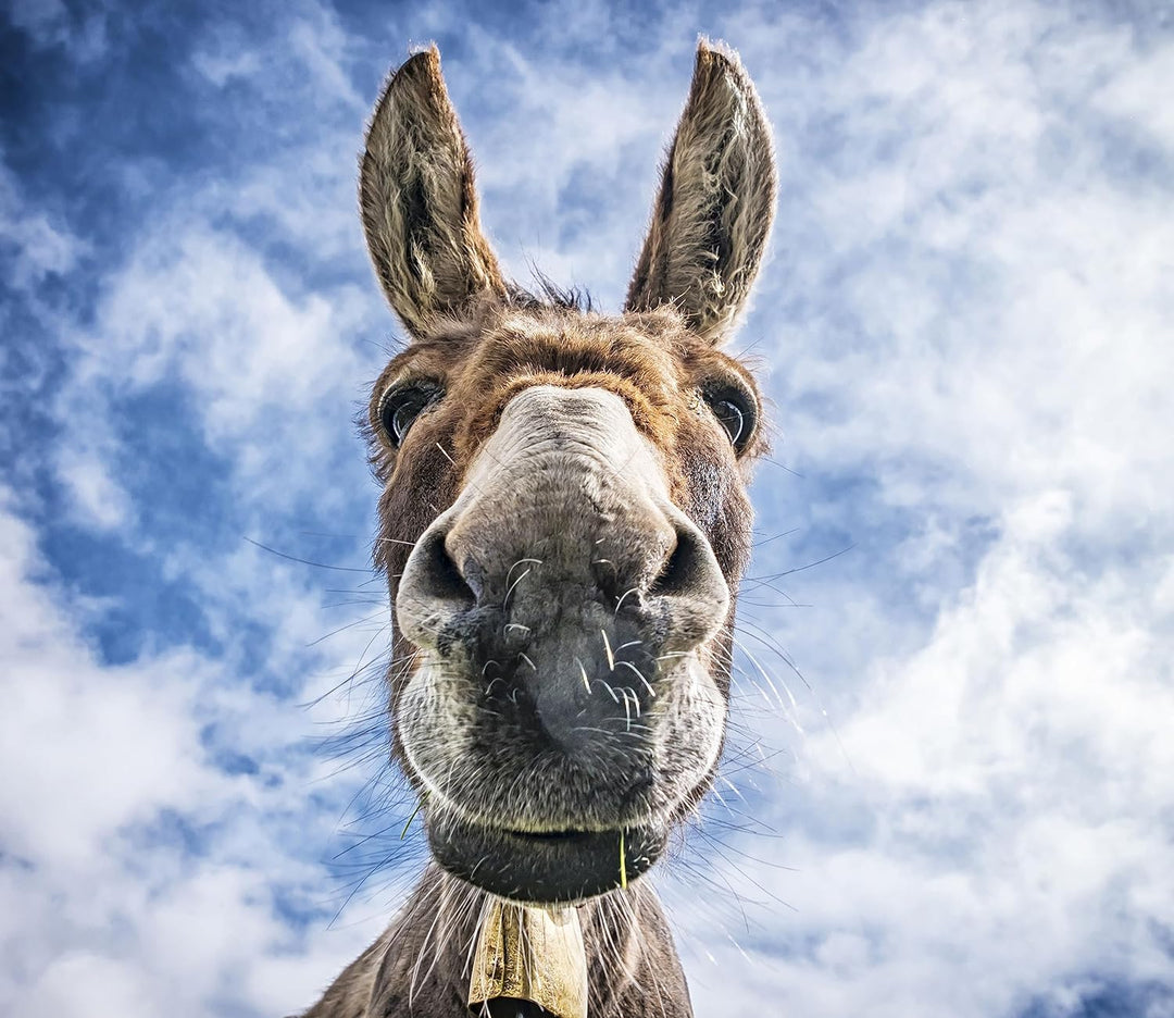 Lustiger Esel Herdabdeckplatte & Spritzschutz aus Echtglas | Für Herd-Kochfelder | 60x52 cm