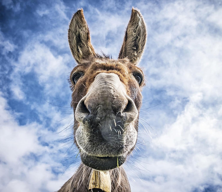 Lustiger Esel Herdabdeckplatte & Spritzschutz aus Echtglas | Für Herd-Kochfelder | 60x52 cm