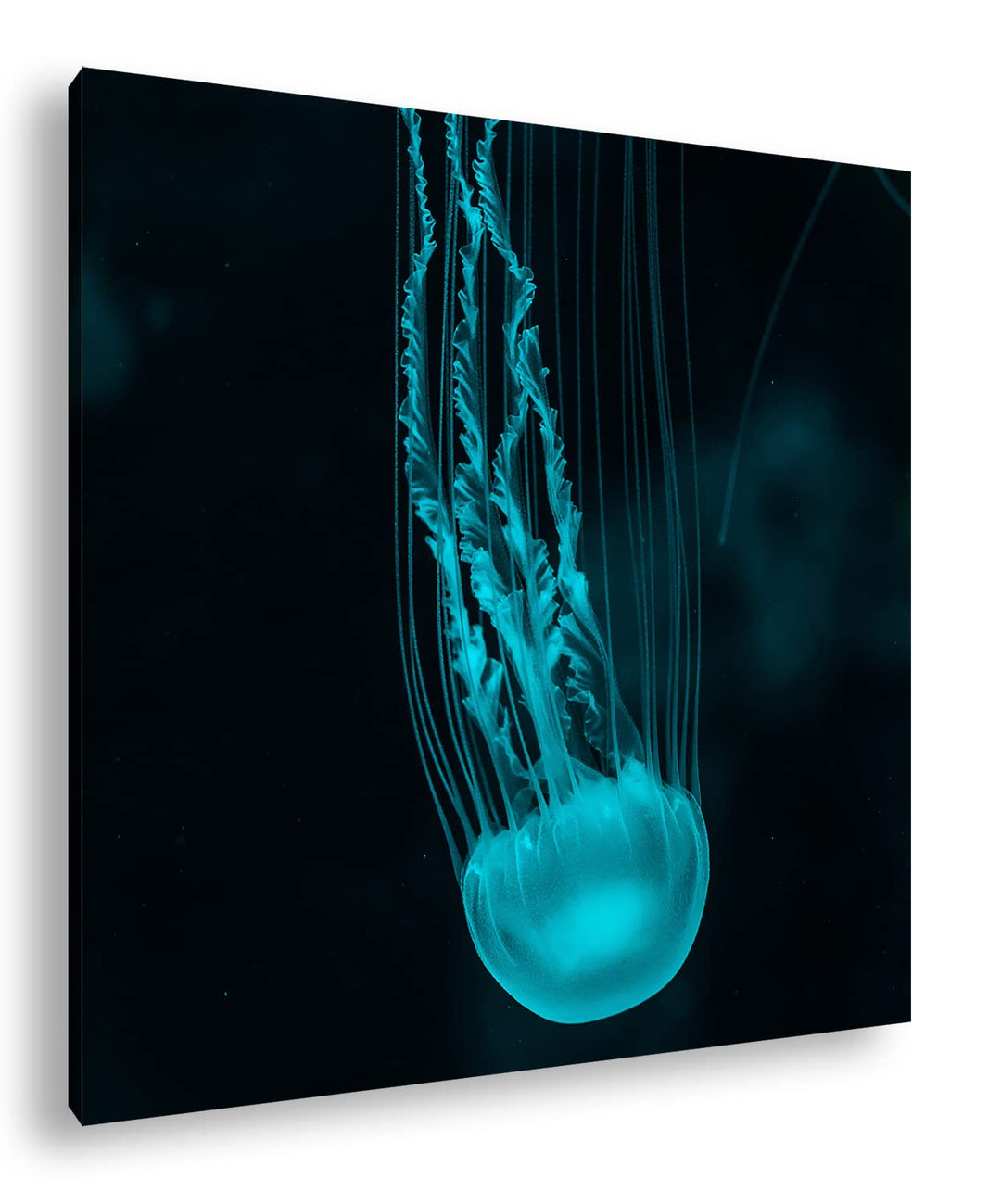 die langen Tentakel einer Qualle Format: 70x70 als Leinwandbild, Motiv fertig gerahmt auf Echtholzra