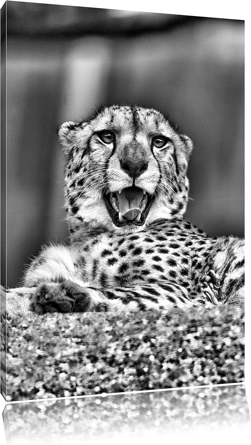 Pixxprint gähnender Gepard/Format: 100x70cm / Leinwandbild fertig bespannt Wandbild Kunstdruck, 100x