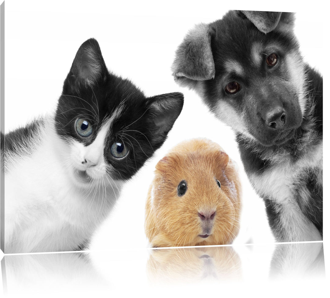 süsses Trio Hund Katze Meerschweinchen schwarz/weiss Format: 100x70 auf Leinwand, XXL riesige Bilder