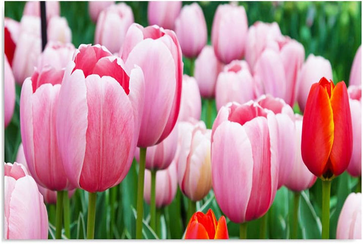 Feeby Bilder Blumen Tulpen 80x60 cm Wohnzimmer Schlafzimmer Büro Flur Küche Wandbilder Modern Bild a