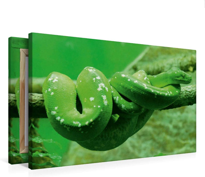 CALVENDO Grüne Baumpython (Morelia Viridis) 75L x 50B cm, 75L x 50B cm