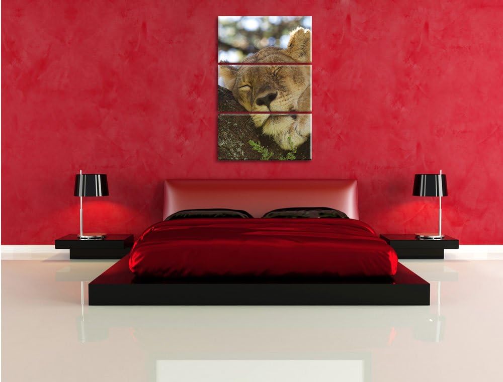 Pixxprint müde Löwin ruht auf Baum 3-Teiler Leinwandbild 120x80 Bild auf Leinwand