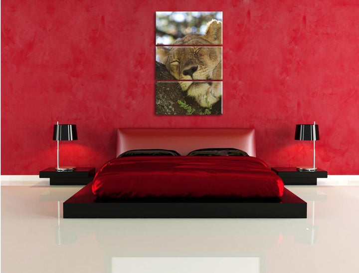 Pixxprint müde Löwin ruht auf Baum 3-Teiler Leinwandbild 120x80 Bild auf Leinwand