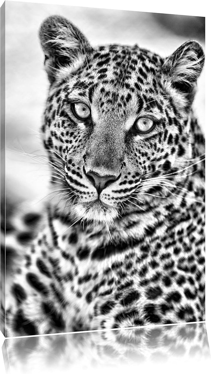 Pixxprint schöner Leopard als Leinwandbild/Grösse: 100x70 / Wandbild/Kunstdruck/fertig bespannt, 100