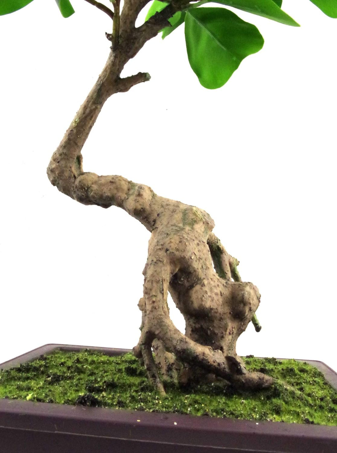 Leaf Künstlicher Kleiner Bonsai-Baum. 50 cm 50 Cm Ficus Abgerundeter Bonsai, 50 cm 50 Cm Ficus Abger