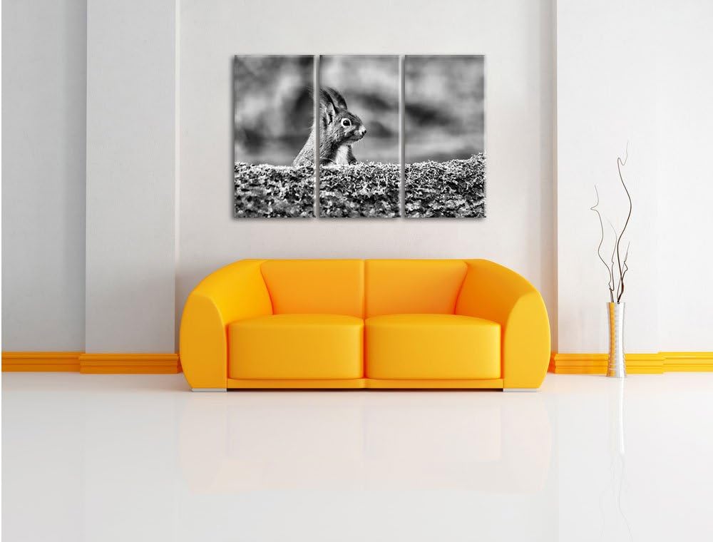 Pixxprint Eichhörnchen hinter Baumstamm als Leinwandbild/Grösse: 3 Teilig (120x80) cm/Wandbild/Kunst