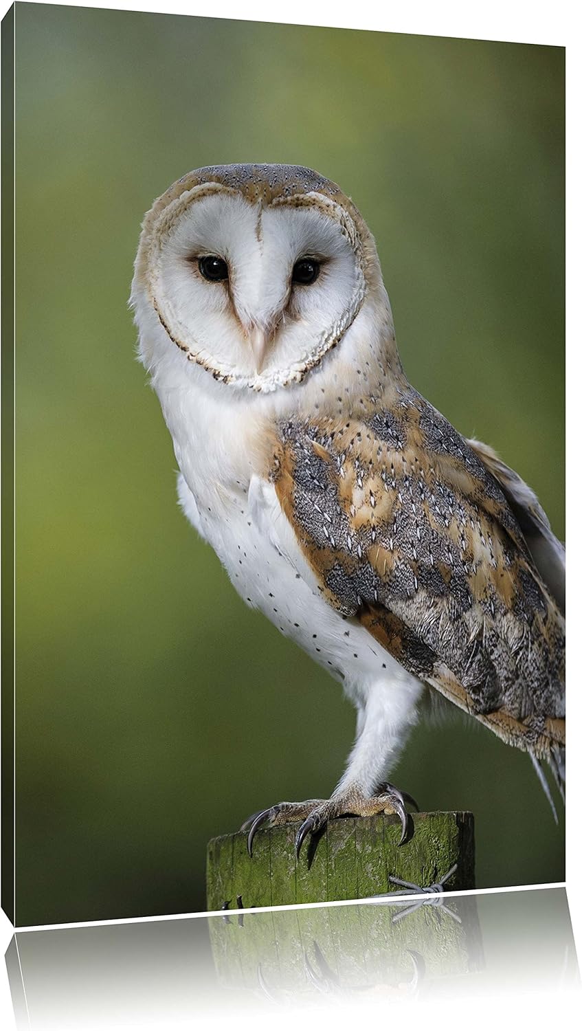 Pixxprint Eule, Format: 100x70 auf Leinwand, XXL riesige Bilder fertig gerahmt mit Keilrahmen, Kunst