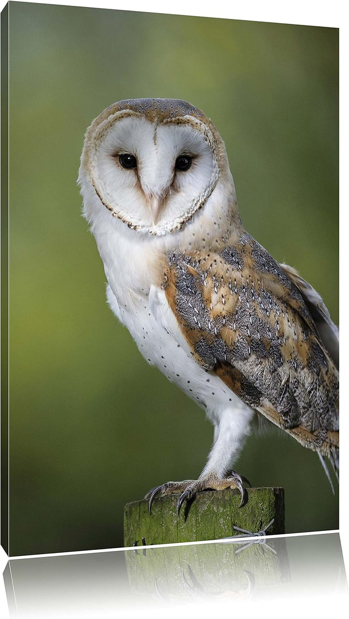 Pixxprint Eule, Format: 100x70 auf Leinwand, XXL riesige Bilder fertig gerahmt mit Keilrahmen, Kunst