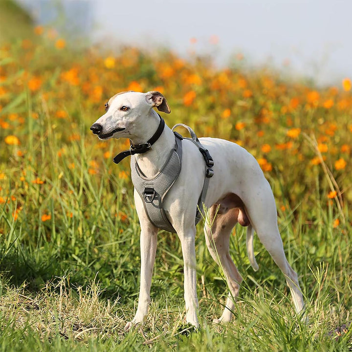 TRUE LOVE Hundegeschirr Outdoor Adventure II Reflektierende Weste mit 2 Leinenbefestigungen passende