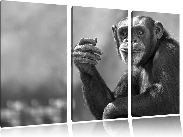 Pixxprint Aufmerksamer Schimpanse Kunst B&W als Leinwandbild/Grösse: 3 Teilig (120x80) cm/Wandbild/K