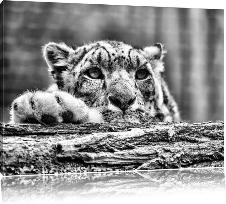 Pixxprint Schöner Leopard / 100x70cm Leinwandbild bespannt auf Holzrahmen/Wandbild Kunstdruck Dekora