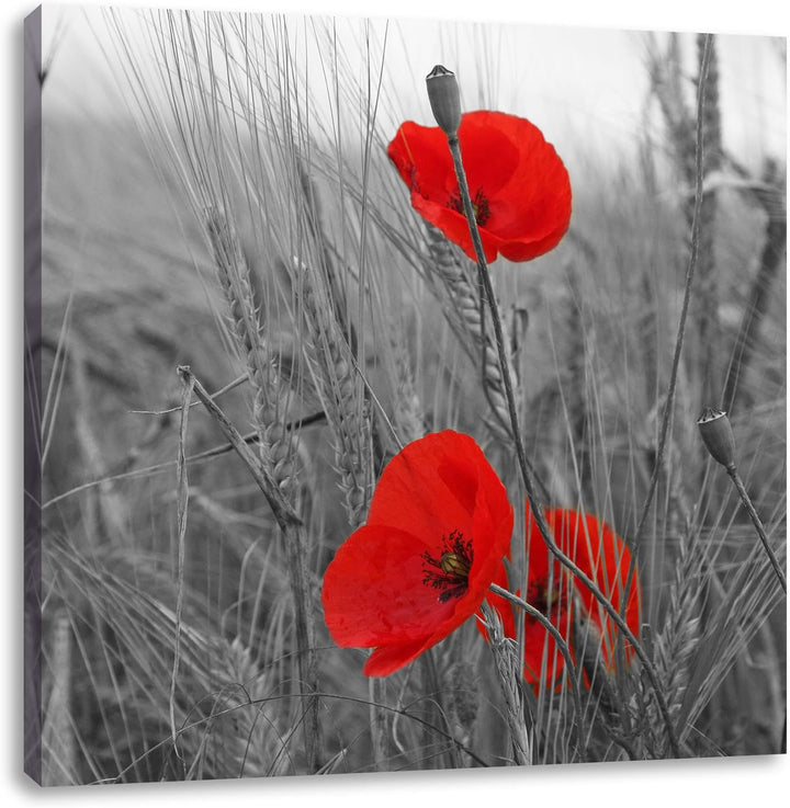 Pixxprint Mohnblumen im Getreidefeld als Leinwandbild/Grösse: 70x70 cm/Wandbild/Kunstdruck/fertig be
