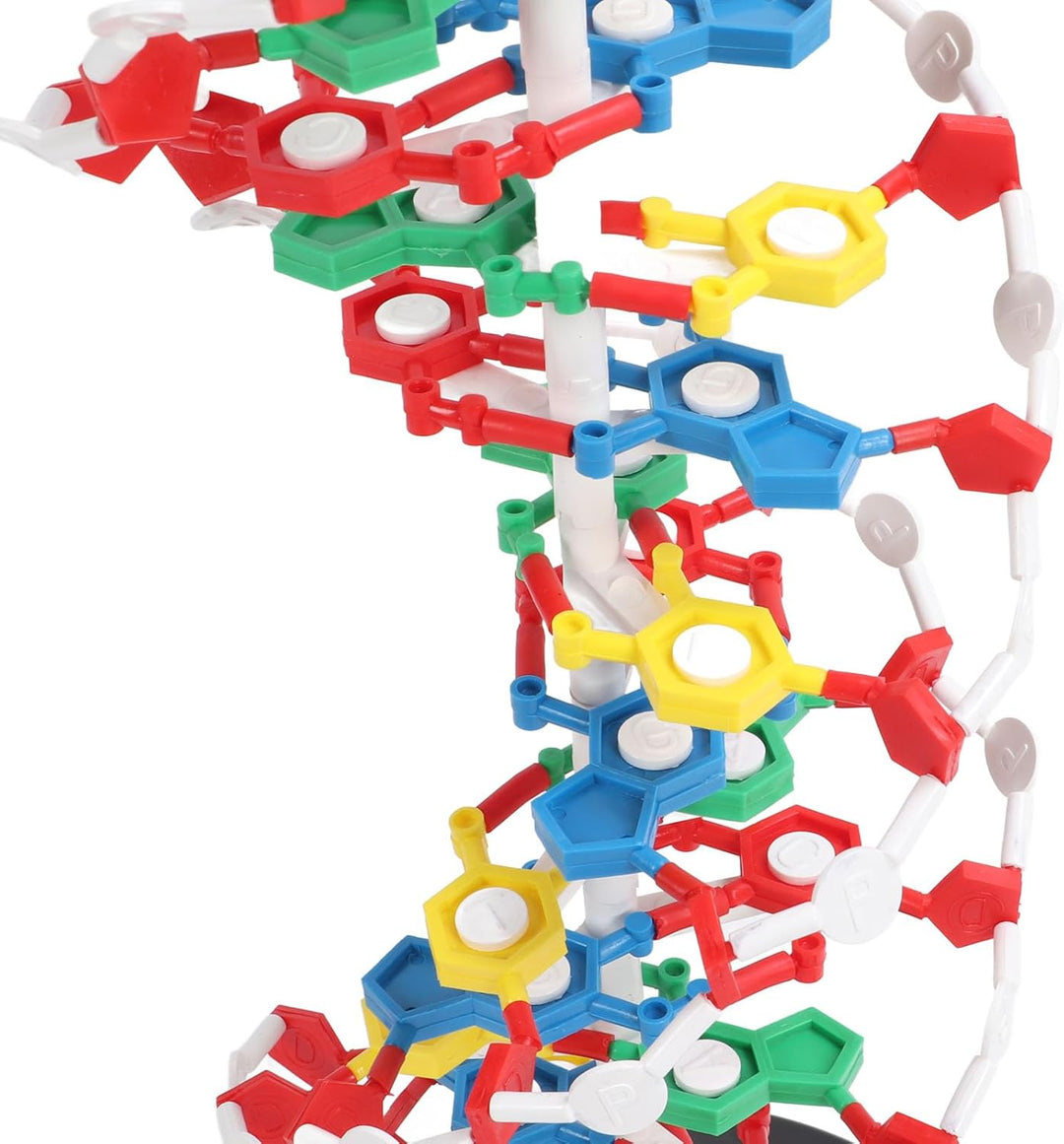 DNA-Strukturmodell, Plastisches Pädagogisches DNA-Doppelhelix-Modell, Lehrmittel für den Biologieunt