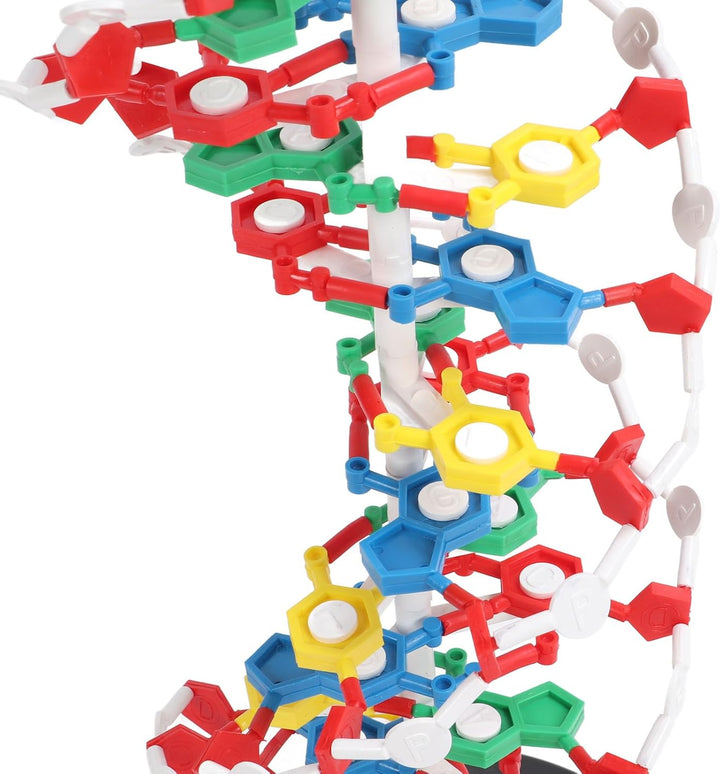 DNA-Strukturmodell, Plastisches Pädagogisches DNA-Doppelhelix-Modell, Lehrmittel für den Biologieunt