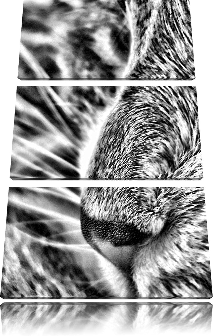 Pixxprint Katze mit blauen Augen als Leinwandbild/Grösse: 3 Teilig (120x80) cm/Wandbild/Kunstdruck/f