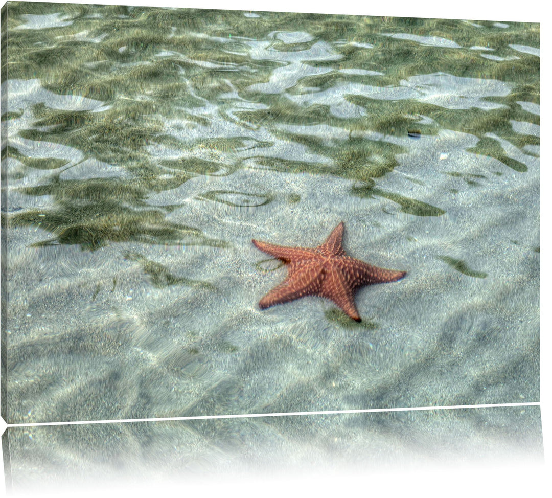 Seestern im klaren Wasser Leinwand, XXL riesige Bilder fertig gerahmt mit Keilrahmen, Kunstdruck auf