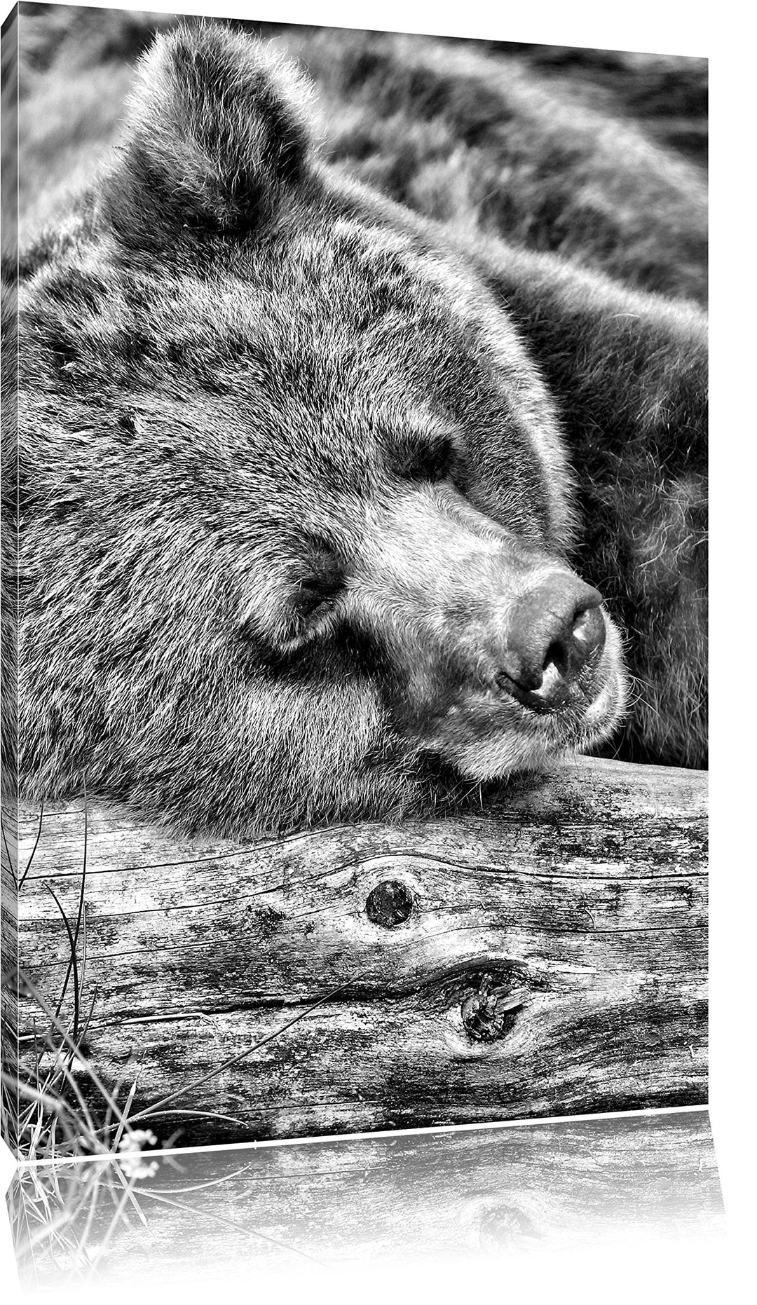 Pixxprint Bär schläft auf Baumstamm / 100x70cm Leinwandbild bespannt auf Holzrahmen/Wandbild Kunstdr